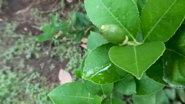 Plantas Lima Verde Joven Colgando Punta Ramas Jóvenes Frescas Platos — Vídeos de Stock