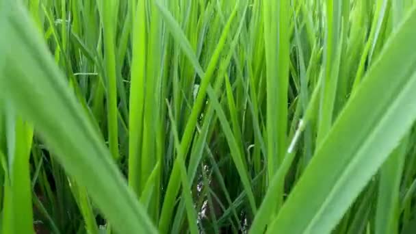 Jonge Rijstplanten Zijn Fris Groen Gedijen Velden Tijdens Warme Dag — Stockvideo