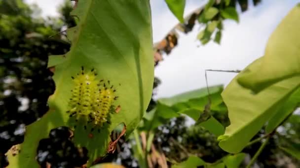 Caterpillar Setora Nitener Som Har Mycket Giftiga Fjädrar Känns Stickande — Stockvideo