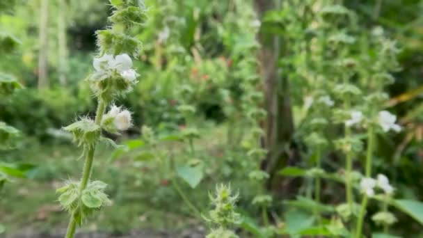 Flower Lemon Basil Plants Whose Plates Green Overgrown White Feathers — Stock Video