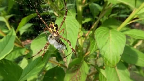 Una Araña Tiene Una Combinación Colores Amarillo Negro Marrón Está — Vídeo de stock