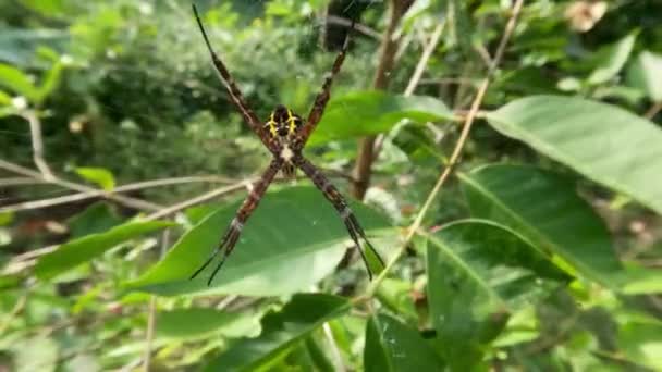 Pavouk Kombinaci Žluté Černé Hnědé Barvy Čekající Svou Kořist Oběd — Stock video