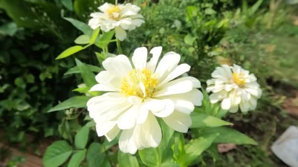 Una Flor Zinnia Blanca Está Floreciendo Hojas Verdes Fondo Jardín — Vídeo de stock