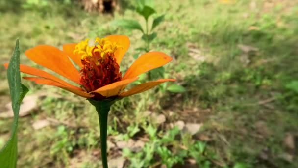 Une Fleur Zinnia Jaune Fleur Fond Feuilles Vertes Dans Jardin — Video
