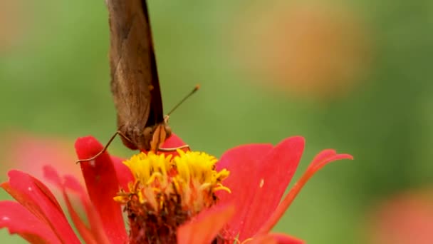 Hnědobílá Kombinace Motýla Hledajícího Nektar Růžovém Kvetoucím Zinečnatém Květu Metamorfóze — Stock video