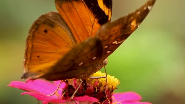 Бабочки Имеют Сочетание Коричневого Желтого Черного Цветов Поисках Нектара Розовых — стоковое видео