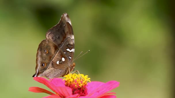 Kahverengi Beyaz Kombinasyon Kelebek Pembe Çiçekte Nektar Arıyor Başkalaşım Kelebek — Stok video