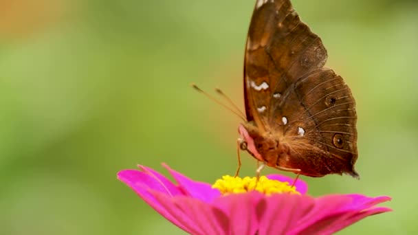 Hnědobílá Kombinace Motýla Hledajícího Nektar Růžovém Kvetoucím Zinečnatém Květu Metamorfóze — Stock video