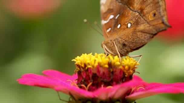 Коричнево Белая Комбинация Бабочки Ищет Нектар Розовом Цветущем Цветке Зиннии — стоковое видео