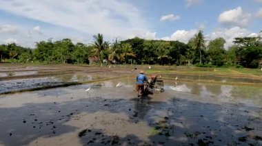 Bir çiftçi pirinç ekecek bir çiftlik yetiştiriyor, yanında balıkçıl ya da balıkçıl sürüsü var, kırsal kesimde gün boyunca güzel bir manzara.