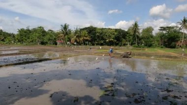 Bir çiftçi pirinç ekecek bir çiftlik yetiştiriyor, yanında balıkçıl ya da balıkçıl sürüsü var, kırsal kesimde gün boyunca güzel bir manzara.