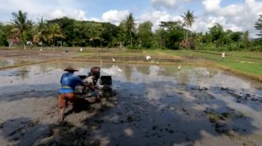 Bir çiftçi pirinç ekecek bir çiftlik yetiştiriyor, yanında balıkçıl ya da balıkçıl sürüsü var, kırsal kesimde gün boyunca güzel bir manzara.