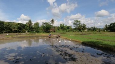 Bir çiftçi pirinç ekecek bir çiftlik yetiştiriyor, yanında balıkçıl ya da balıkçıl sürüsü var, kırsal kesimde gün boyunca güzel bir manzara.
