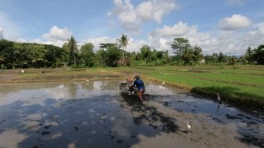 Bir çiftçi pirinç ekecek bir çiftlik yetiştiriyor, yanında balıkçıl ya da balıkçıl sürüsü var, kırsal kesimde gün boyunca güzel bir manzara.