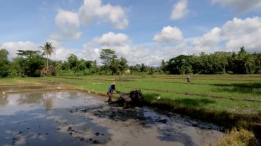Bir çiftçi pirinç ekecek bir çiftlik yetiştiriyor, yanında balıkçıl ya da balıkçıl sürüsü var, kırsal kesimde gün boyunca güzel bir manzara.