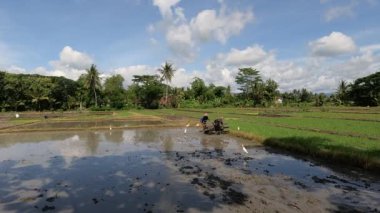 Bir çiftçi pirinç ekecek bir çiftlik yetiştiriyor, yanında balıkçıl ya da balıkçıl sürüsü var, kırsal kesimde gün boyunca güzel bir manzara.