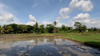 Bir çiftçi pirinç ekecek bir çiftlik yetiştiriyor, yanında balıkçıl ya da balıkçıl sürüsü var, kırsal kesimde gün boyunca güzel bir manzara.