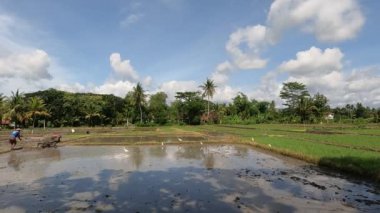 Bir çiftçi pirinç ekecek bir çiftlik yetiştiriyor, yanında balıkçıl ya da balıkçıl sürüsü var, kırsal kesimde gün boyunca güzel bir manzara.