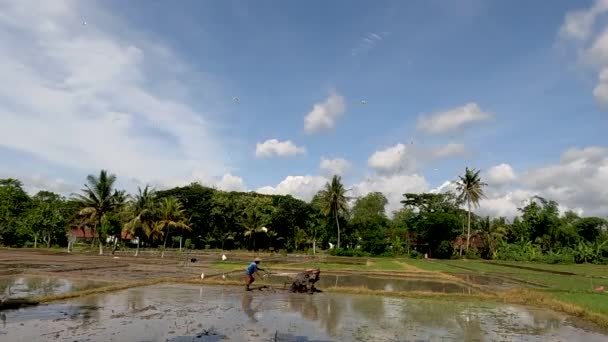 Een Boer Kweekt Een Met Rijst Beplanten Boerderij Begeleid Door — Stockvideo