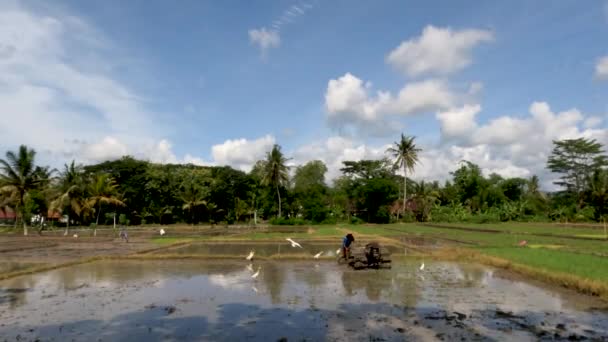 Farmer Cultivating Farm Planted Rice Accompanied Flock Herons Egrets Beautiful — Vídeo de stock