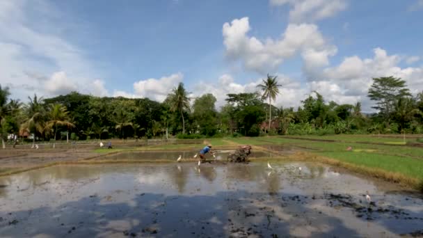 Ein Bauer Bewirtschaftet Eine Farm Die Mit Reis Bepflanzt Werden — Stockvideo