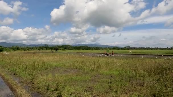 Jordbrukare Odlar Jordbruksmark För Att Planteras Med Ris Tillsammans Med — Stockvideo