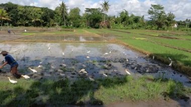 Bir çiftçi pirinç ekecek bir çiftlik yetiştiriyor, yanında balıkçıl ya da balıkçıl sürüsü var, kırsal kesimde gün boyunca güzel bir manzara.