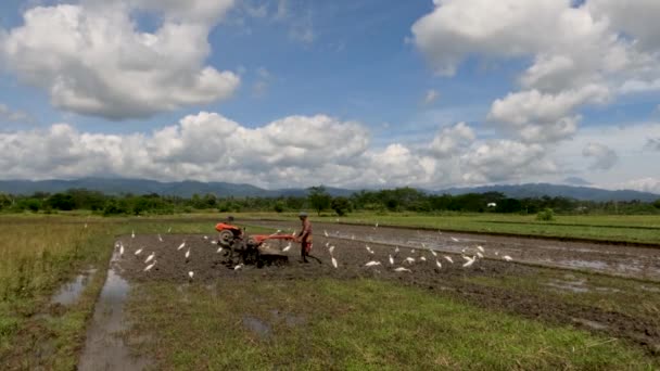 Agriculteur Cultive Des Terres Agricoles Planter Riz Accompagné Groupe Hérons — Video