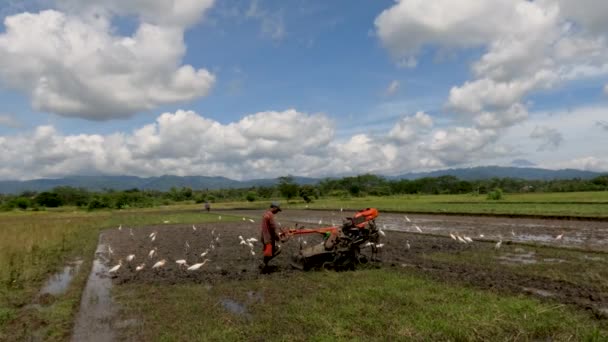 Farmer Cultivating Agricultural Land Planted Rice Accompanied Group Herons Egrets — Videoclip de stoc