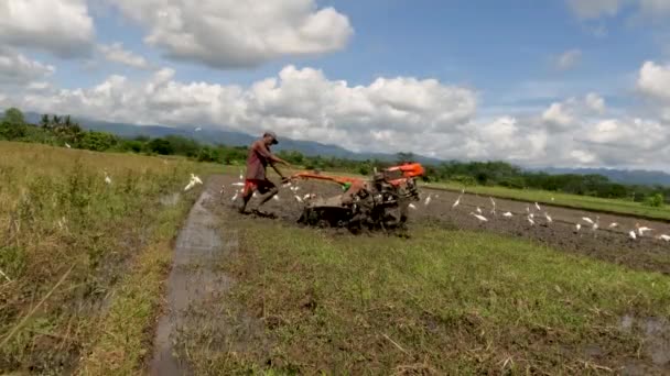 Een Landbouwer Kweekt Landbouwgrond Die Beplant Wordt Met Rijst Begeleid — Stockvideo