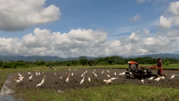 Agricultor Está Cultivando Terras Agrícolas Para Serem Plantadas Com Arroz — Vídeo de Stock