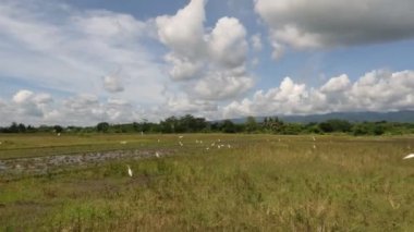 Güneşli bir günde pirinç tarlalarında yiyecek arayan balıkçıl ya da balıkçıl grubu kırsal manzara hala güzeldir.