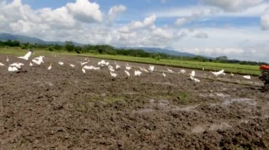 Güneşli bir günde pirinç tarlalarında yiyecek arayan balıkçıl ya da balıkçıl grubu kırsal manzara hala güzeldir.