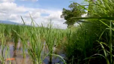 Verimsiz tarlalardaki pirinç bitkileri, yeşil yapraklar, çamur, su ve parlak güneş, pirinç tarlalarının doğal ortamı.