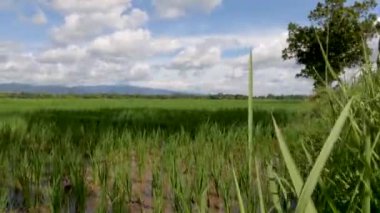 Verimsiz tarlalardaki pirinç bitkileri, yeşil yapraklar, çamur, su ve parlak güneş, pirinç tarlalarının doğal ortamı.