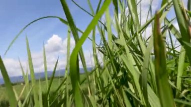 Verimsiz tarlalardaki pirinç bitkileri, yeşil yapraklar, çamur, su ve parlak güneş, pirinç tarlalarının doğal ortamı.