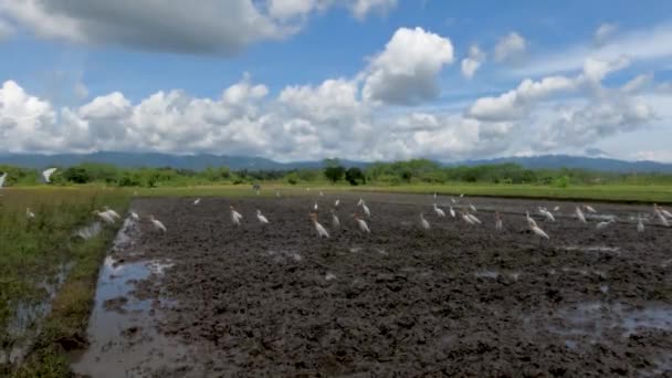 Группа Цапель Цапель Ищущих Пищи Рисовых Полях Солнечный День Вид — стоковое видео