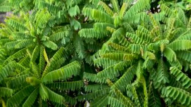 Bilibi ağacının yeşil yapraklarına yağan yağmur, tropiklerde yağan yağmur.