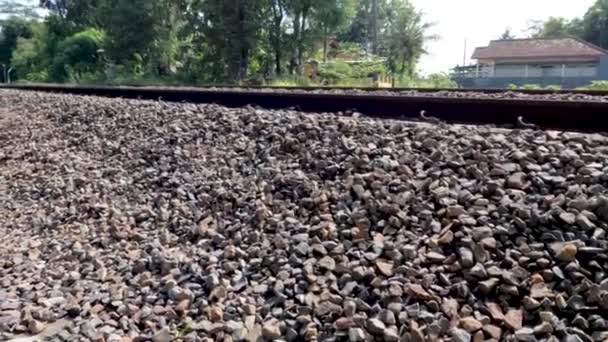 Train Tracks Use Gravel Cushion Crossing Green Rice Fields Blue — ストック動画