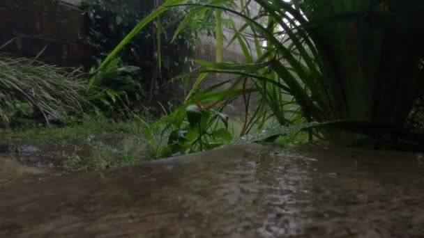 Lluvia Que Cae Sobre Terreno Ligeramente Herboso Iris Amarillos Primer — Vídeo de stock