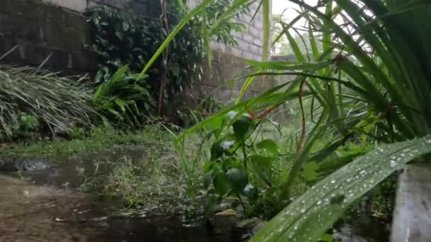 Rain Falls Slightly Grassy Ground Foreground Yellow Irises Weather Tropical — Video