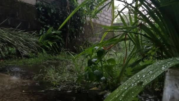 少し草の多い地面に降る雨 前景の黄色の虹彩 熱帯の国の天気 — ストック動画