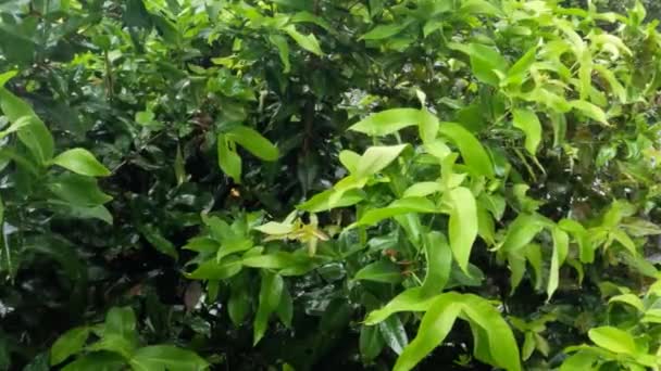 Regn Faller Gröna Bladen Java Äppelträd Regnar Tropikerna — Stockvideo