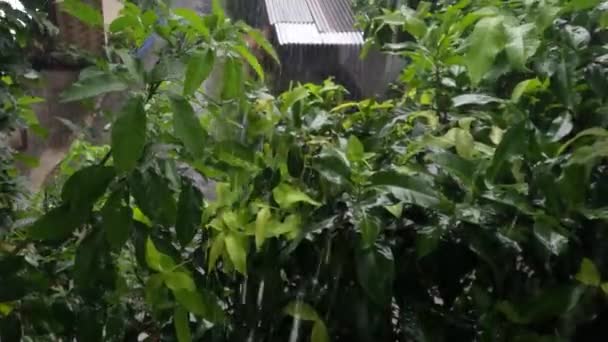 ジャワのリンゴの木の緑の葉に降る雨 熱帯雨林 — ストック動画