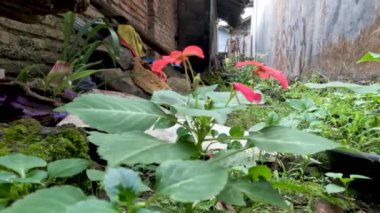 Yeşil yapraklı pembe çiçekleri olan Balsamina bitkisi, dağınık çimlerde çimlerle birlikte yabani bir şekilde yetişiyor, kırsal alanda.