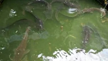 Bulutlu su birikintilerinde yaşayan yayın balığı ve oksijen eksikliği hala büyüyebilir. Kamu tüketimi için balık.