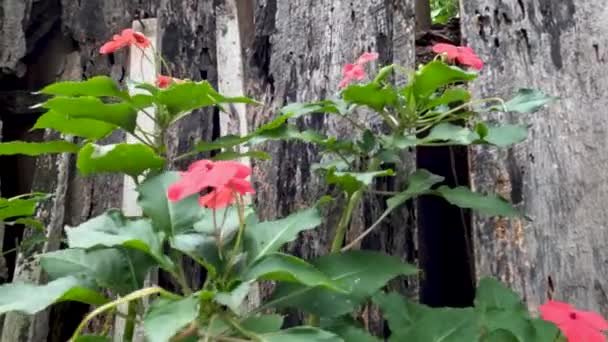 有粉色花的巴尔萨米娜植物 与野草一起生长在荒芜的草坪上 乡村环境 — 图库视频影像