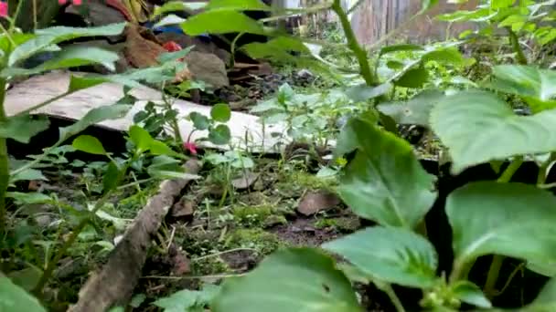 Yeşil Yapraklı Pembe Çiçekleri Olan Balsamina Bitkisi Dağınık Çimlerde Çimlerle — Stok video