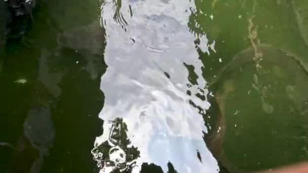 Γατόψαρα Που Ζουν Λίμνες Θολό Νερό Και Έλλειψη Οξυγόνου Μπορούν — Αρχείο Βίντεο