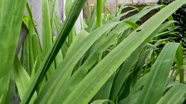 Yellow Iris Flower Has Leaves Form Green Blades Thrives Yard — Video Stock